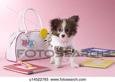 Stock Image - Papillon Puppy and Stationery. Fotosearch