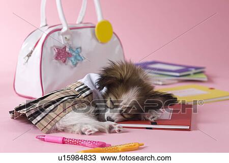 Papillon Puppy and Stationery View Large Photo Image Stock Image - Papillon Puppy and Stationery. Fotosearch