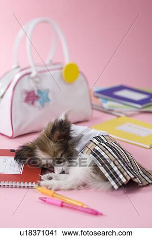 Stock Image - Papillon Puppy and Stationery. Fotosearch