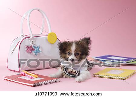 Stock Photo - Papillon Puppy and Stationery. Fotosearch