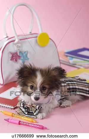 Stock Photo - Papillon Puppy and Stationery. Fotosearch