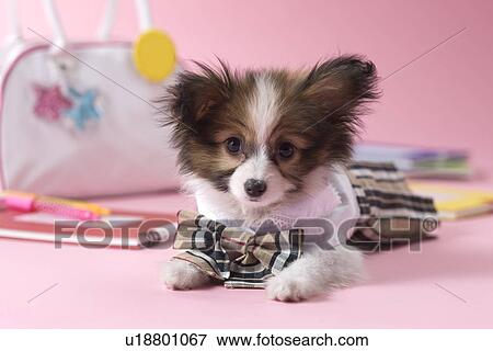Stock Photo - Papillon Puppy and Stationery. Fotosearch