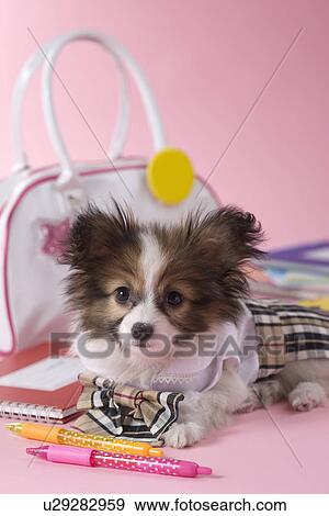 Papillon Puppy and Stationery View Large Photo Image Stock Photo - Papillon Puppy and Stationery. Fotosearch