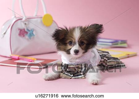 Papillon Puppy and Stationery View Large Photo Image Stock Photograph - Papillon Puppy and Stationery. Fotosearch