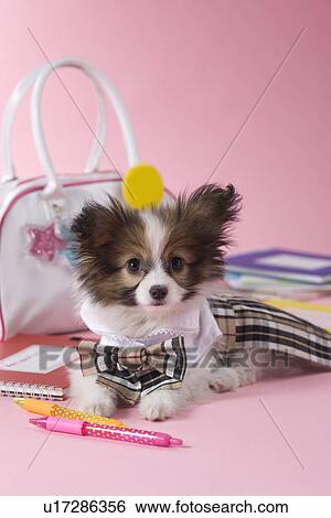 Papillon Puppy and Stationery View Large Photo Image Stock Photograph - Papillon Puppy and Stationery. Fotosearch