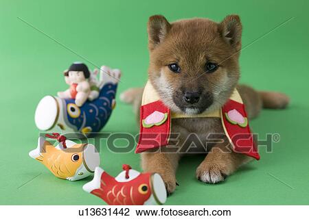 Stock Image - Shiba Puppy and Children's Day Celebration. Fotosearch