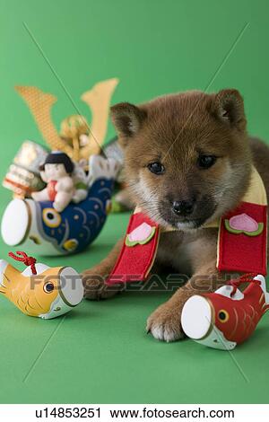 Stock Image - Shiba Puppy and Children's Day Celebration. Fotosearch