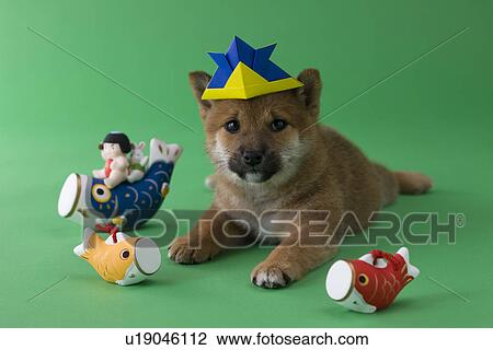 Stock Image - Shiba Puppy and Children's Day Celebration. Fotosearch