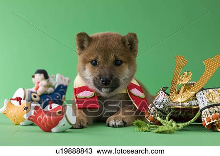 Shiba Puppy and Children's Day Celebration View Large Photo Image Stock Image - Shiba Puppy and Children's Day Celebration. Fotosearch