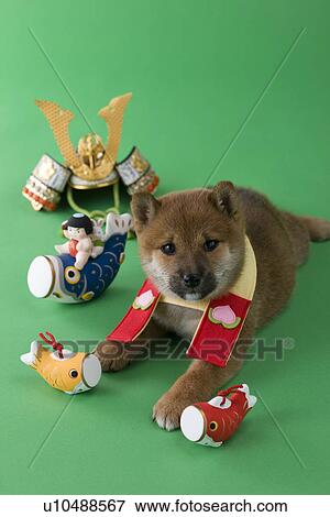 Shiba Puppy and Children's Day Celebration View Large Photo Image Stock Photo - Shiba Puppy and Children's Day Celebration. Fotosearch