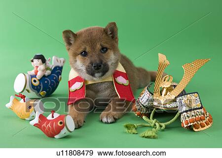 Stock Photo - Shiba Puppy and Children's Day Celebration. Fotosearch