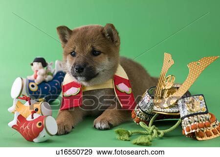 Stock Photo - Shiba Puppy and Children's Day Celebration. Fotosearch