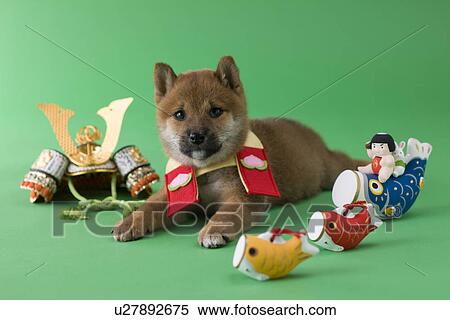 Shiba Puppy and Children's Day Celebration View Large Photo Image Stock Photography - Shiba Puppy and Children's Day Celebration. Fotosearch