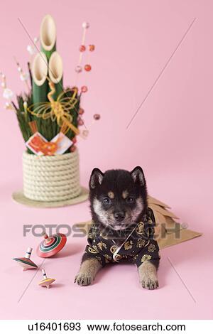 Shiba Puppy and Japanese New Year Celebration View Large Photo Image Stock Image - Shiba Puppy and Japanese New Year Celebration. Fotosearch