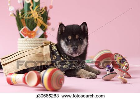 Shiba Puppy and Japanese New Year Celebration View Large Photo Image Stock Image - Shiba Puppy and Japanese New Year Celebration. Fotosearch