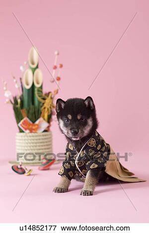 Stock Photo - Shiba Puppy and Japanese New Year Celebration. Fotosearch