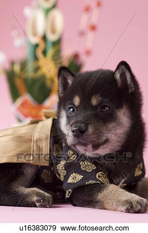 Shiba Puppy and Japanese New Year Celebration View Large Photo Image Stock Photo - Shiba Puppy and Japanese New Year Celebration. Fotosearch