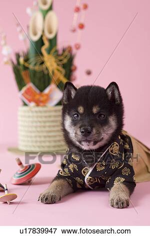 Stock Photo - Shiba Puppy and Japanese New Year Celebration. Fotosearch