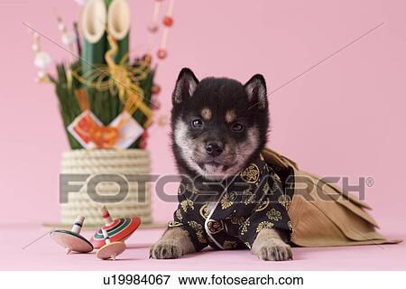 Stock Photo - Shiba Puppy and Japanese New Year Celebration. Fotosearch