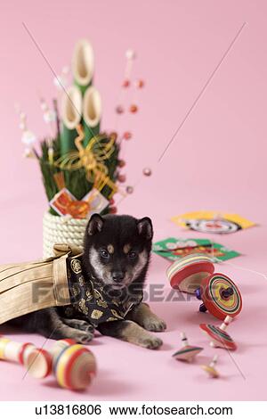 Shiba Puppy and Japanese New Year Celebration View Large Photo Image Stock Photograph - Shiba Puppy and Japanese New Year Celebration. Fotosearch