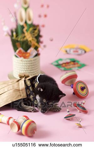 Stock Photograph - Shiba Puppy and Japanese New Year Celebration. Fotosearch