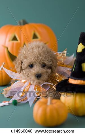Toy Poodle Puppy and Halloween View Large Photo Image Stock Image - Toy Poodle Puppy and Halloween. Fotosearch
