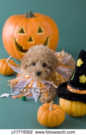 Stock Image - Toy Poodle Puppy and Halloween. Fotosearch