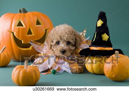 Toy Poodle Puppy and Halloween View Large Photo Image Stock Photo - Toy Poodle Puppy and Halloween. Fotosearch