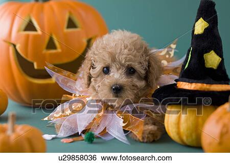 Stock Photograph - Toy Poodle Puppy and Halloween. Fotosearch