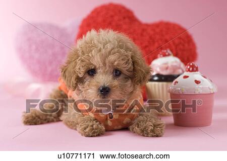 Stock Image - Toy Poodle Puppy and Heart Shaped Ornaments. Fotosearch
