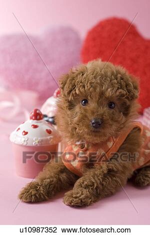Stock Image - Toy Poodle Puppy and Heart Shaped Ornaments. Fotosearch