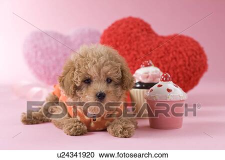 Stock Image - Toy Poodle Puppy and Heart Shaped Ornaments. Fotosearch