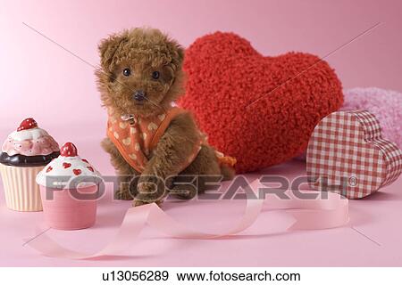 Stock Photo - Toy Poodle Puppy and Heart Shaped Ornaments. Fotosearch