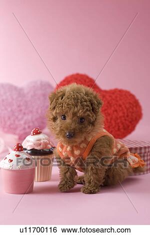 Toy Poodle Puppy and Heart Shaped Ornaments View Large Photo Image Stock Photograph - Toy Poodle Puppy and Heart Shaped Ornaments. Fotosearch