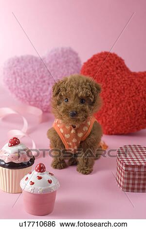 Stock Photograph - Toy Poodle Puppy and Heart Shaped Ornaments. Fotosearch