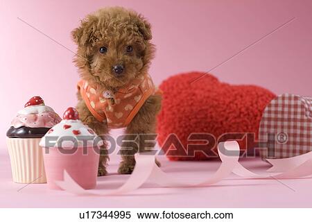 Stock Photography - Toy Poodle Puppy and Heart Shaped Ornaments. Fotosearch