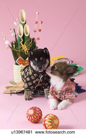 Two Puppies and Japanese New Year Celebration View Large Photo Image Stock Image - Two Puppies and Japanese New Year Celebration. Fotosearch