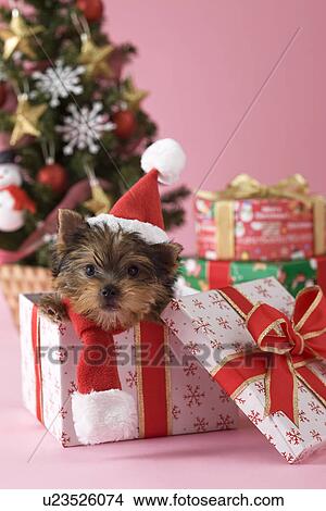 Picture - Yorkshire Terrier Puppy and Christmas. Fotosearch