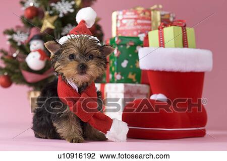 Yorkshire Terrier Puppy and Christmas View Large Photo Image Stock Image - Yorkshire Terrier Puppy and Christmas. Fotosearch