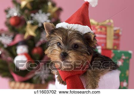 Stock Image - Yorkshire Terrier Puppy and Christmas. Fotosearch