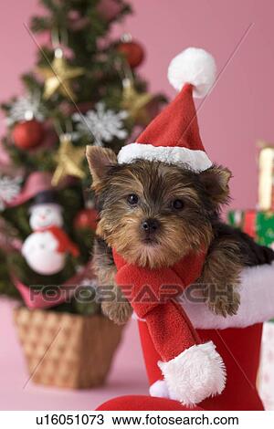 Stock Image - Yorkshire Terrier Puppy and Christmas. Fotosearch