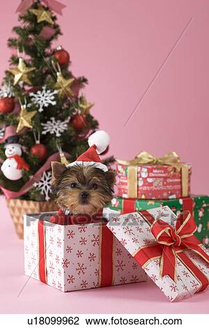 Yorkshire Terrier Puppy and Christmas View Large Photo Image Stock Image - Yorkshire Terrier Puppy and Christmas. Fotosearch