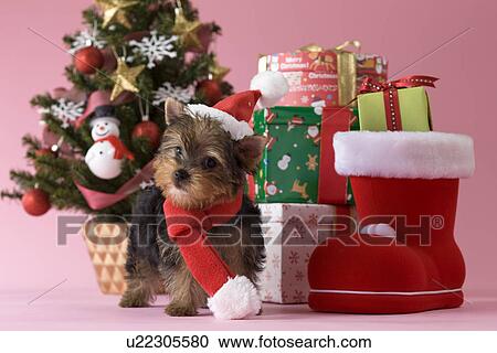 Stock Image - Yorkshire Terrier Puppy and Christmas. Fotosearch