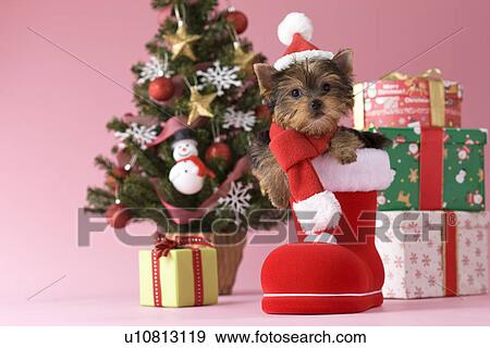 Yorkshire Terrier Puppy and Christmas View Large Photo Image Stock Photo - Yorkshire Terrier Puppy and Christmas. Fotosearch