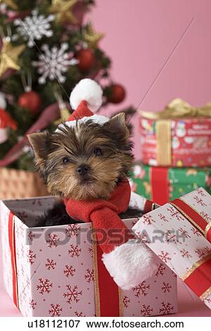 Stock Photo - Yorkshire Terrier Puppy and Christmas. Fotosearch