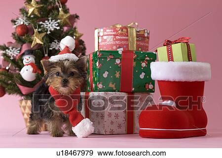Yorkshire Terrier Puppy and Christmas View Large Photo Image Stock Photo - Yorkshire Terrier Puppy and Christmas. Fotosearch