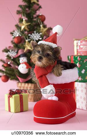 Yorkshire Terrier Puppy and Christmas View Large Photo Image Stock Photograph - Yorkshire Terrier Puppy and Christmas. Fotosearch