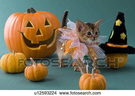 Picture - Abyssinian Kitten and Halloween. Fotosearch