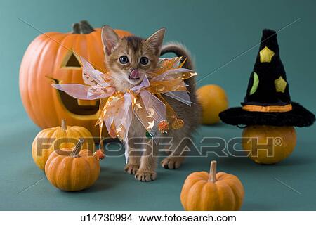 Picture - Abyssinian Kitten and Halloween. Fotosearch