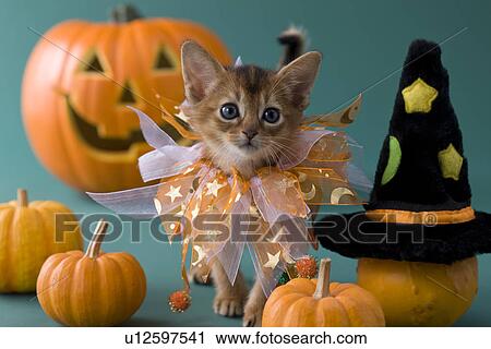 Stock Image - Abyssinian Kitten and Halloween. Fotosearch
